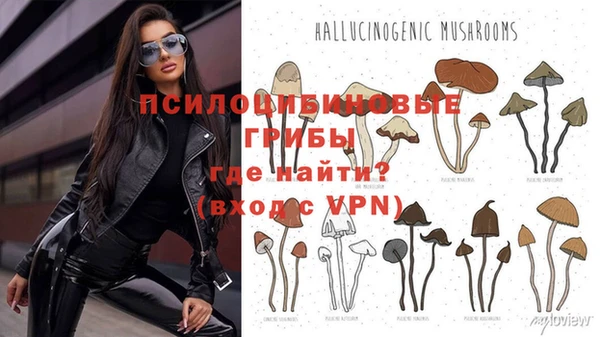хмурый Белокуриха