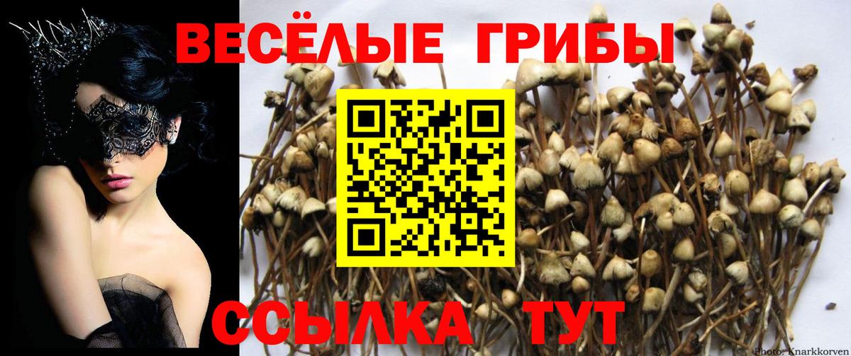 Псилоцибиновые грибы Cubensis  Вход с VPN  Валуйки 
